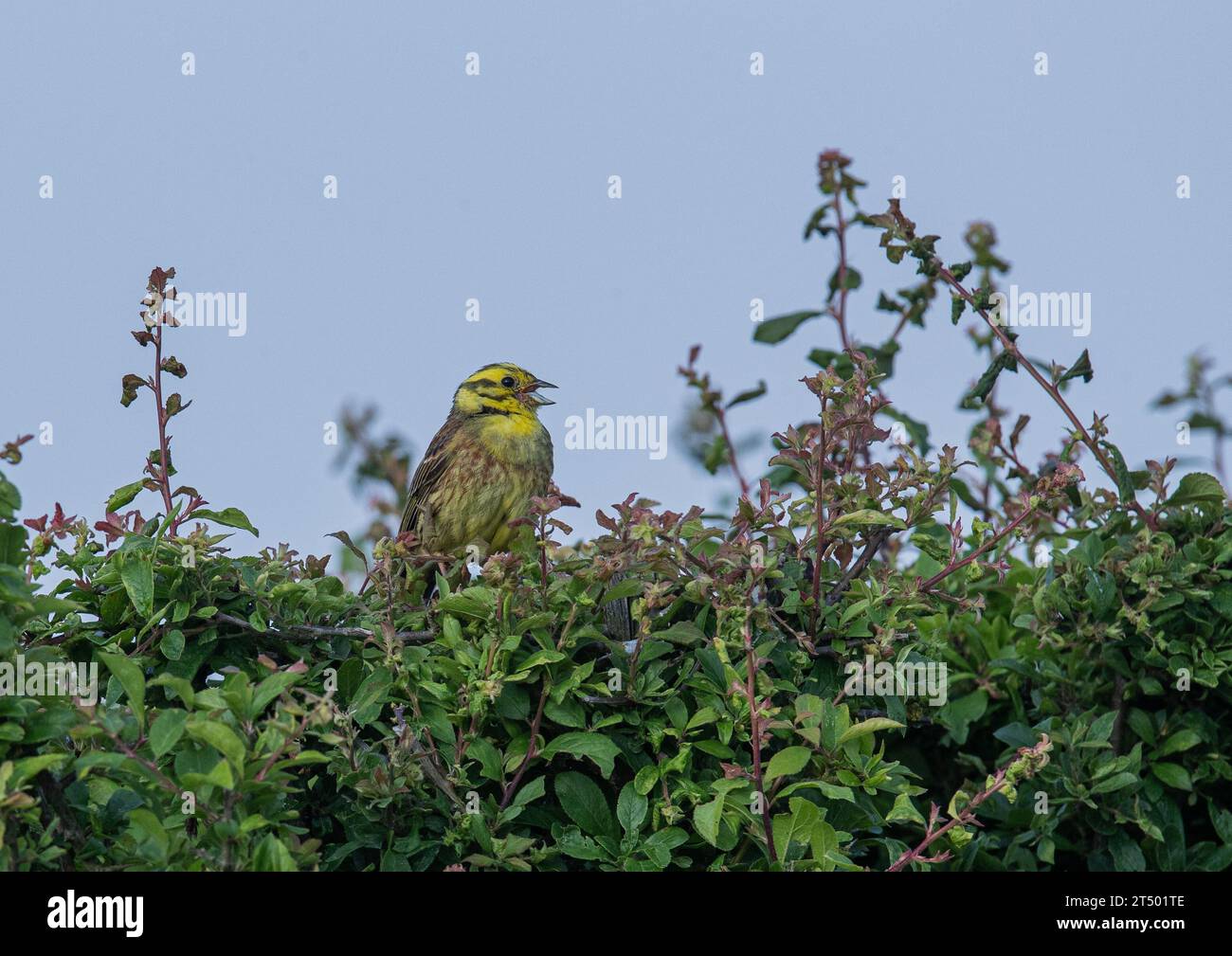 A male Yellowhammer ( Emberiza citrinella) , in bright breeding plumage,  perched on a field maple   . Summer . Suffolk UK Stock Photo