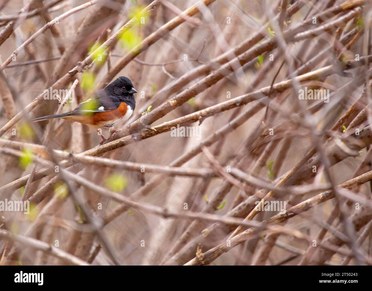 Colorful eastern towhee (Pipilo erythrophthalmus) spotted outdoors in the Eastern United States. Medium-sized songbird with a black head, white belly, Stock Photo