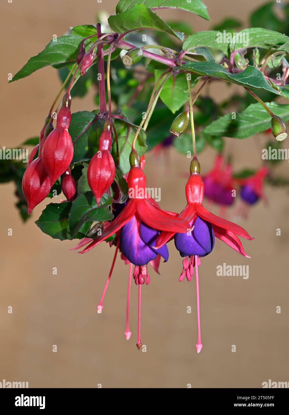 Fuchsias in bloom with red and purple flowers Stock Photo Alamy