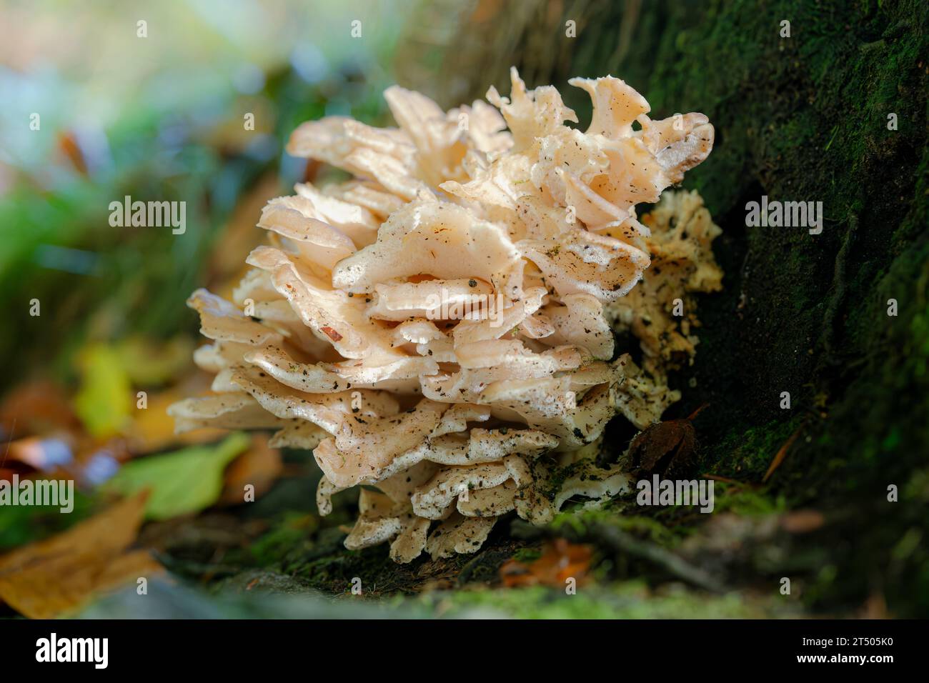 Old Park Tree Infested with bracket Fungus Parasite Growing on Bark Side Stock Photo
