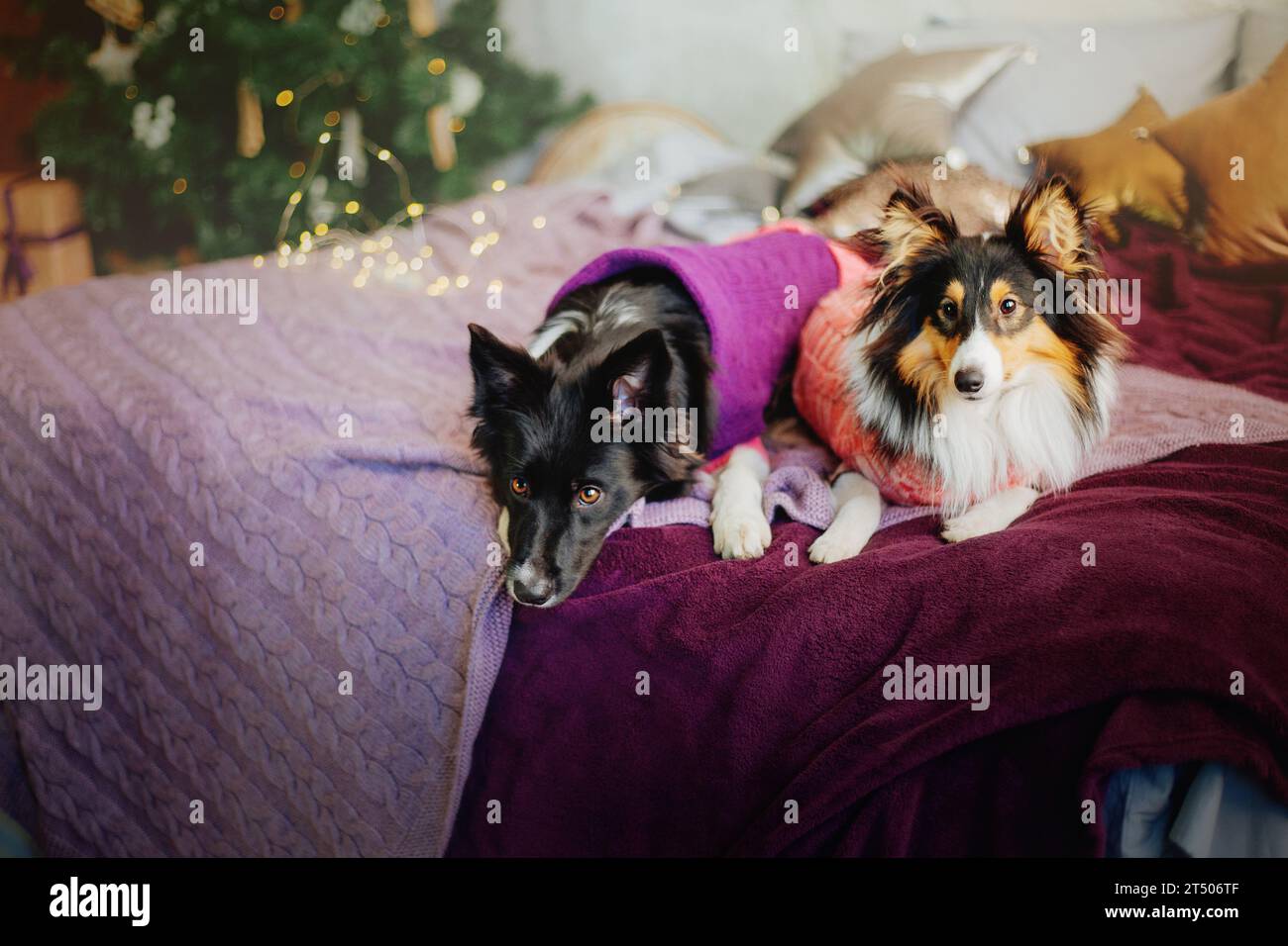 Sheltie clearance christmas sweater