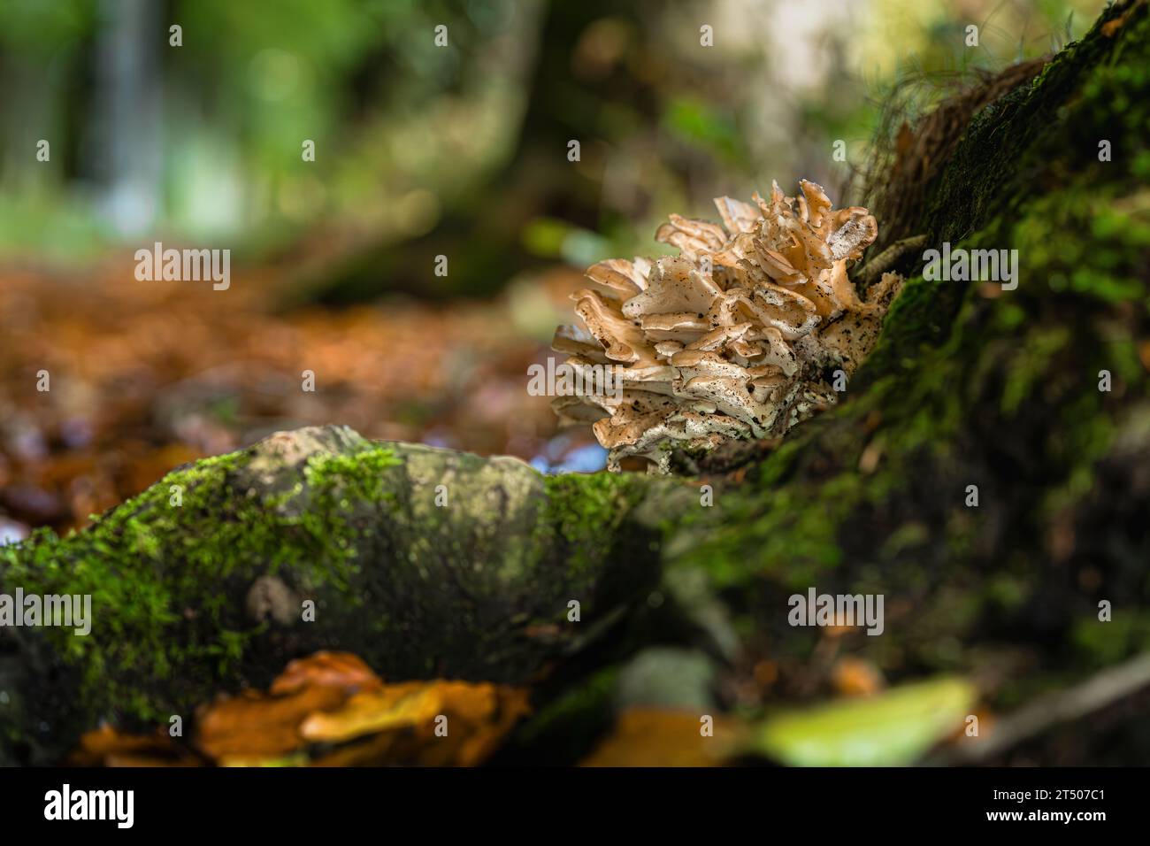 Fungus grows as a parasite at the foot of a beech tree Stock Photo