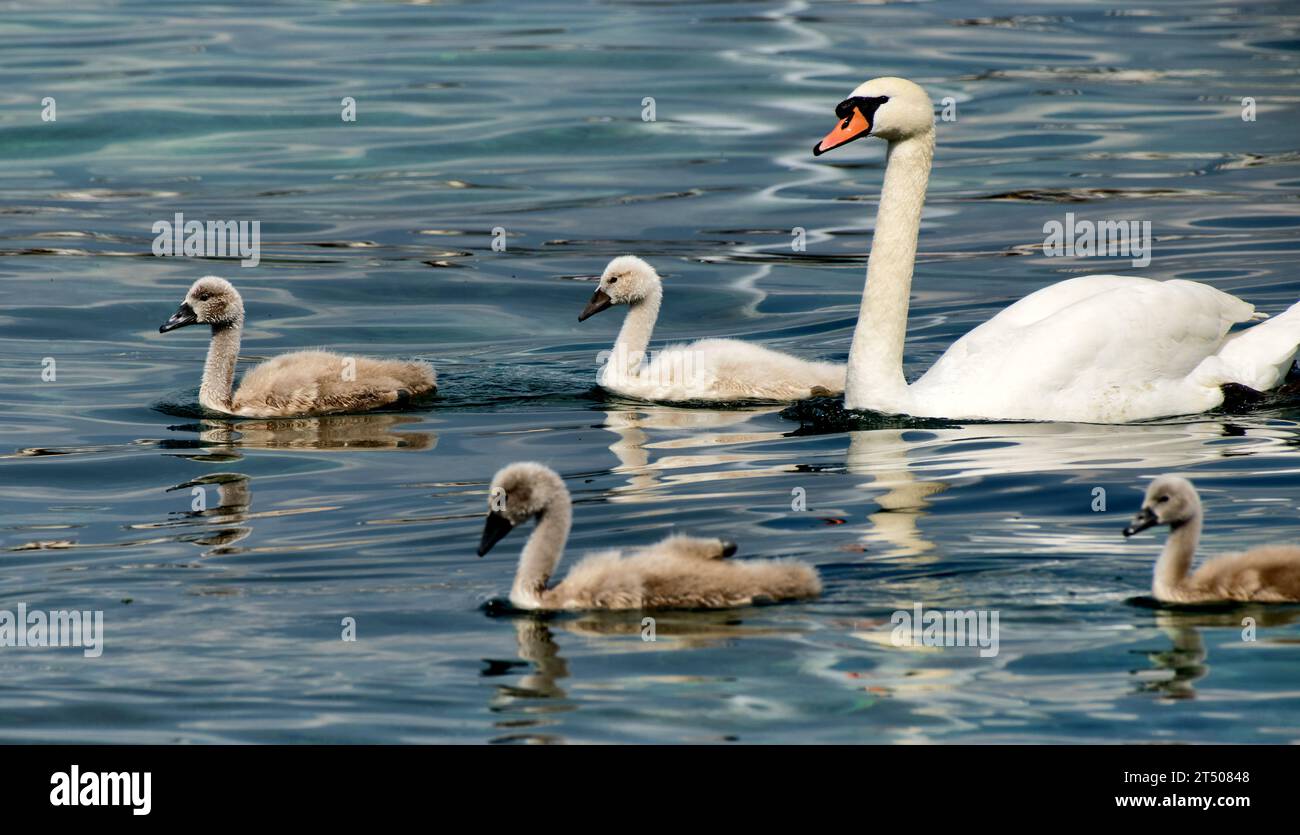 Mute swans and waiting for food on Geneva Lake Stock Photo Alamy