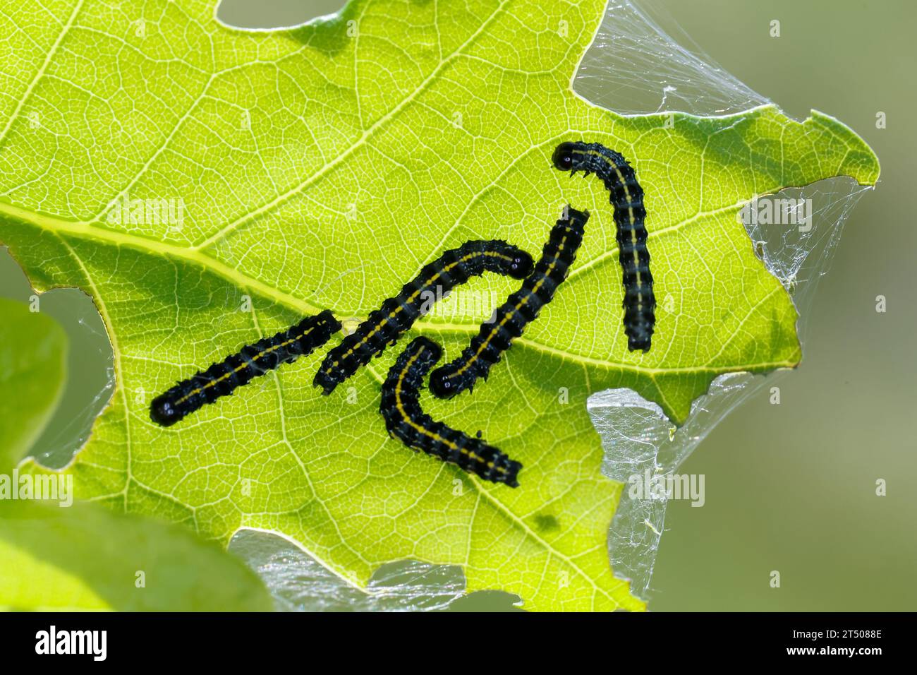 Raupe raupen hi-res stock photography and images - Alamy