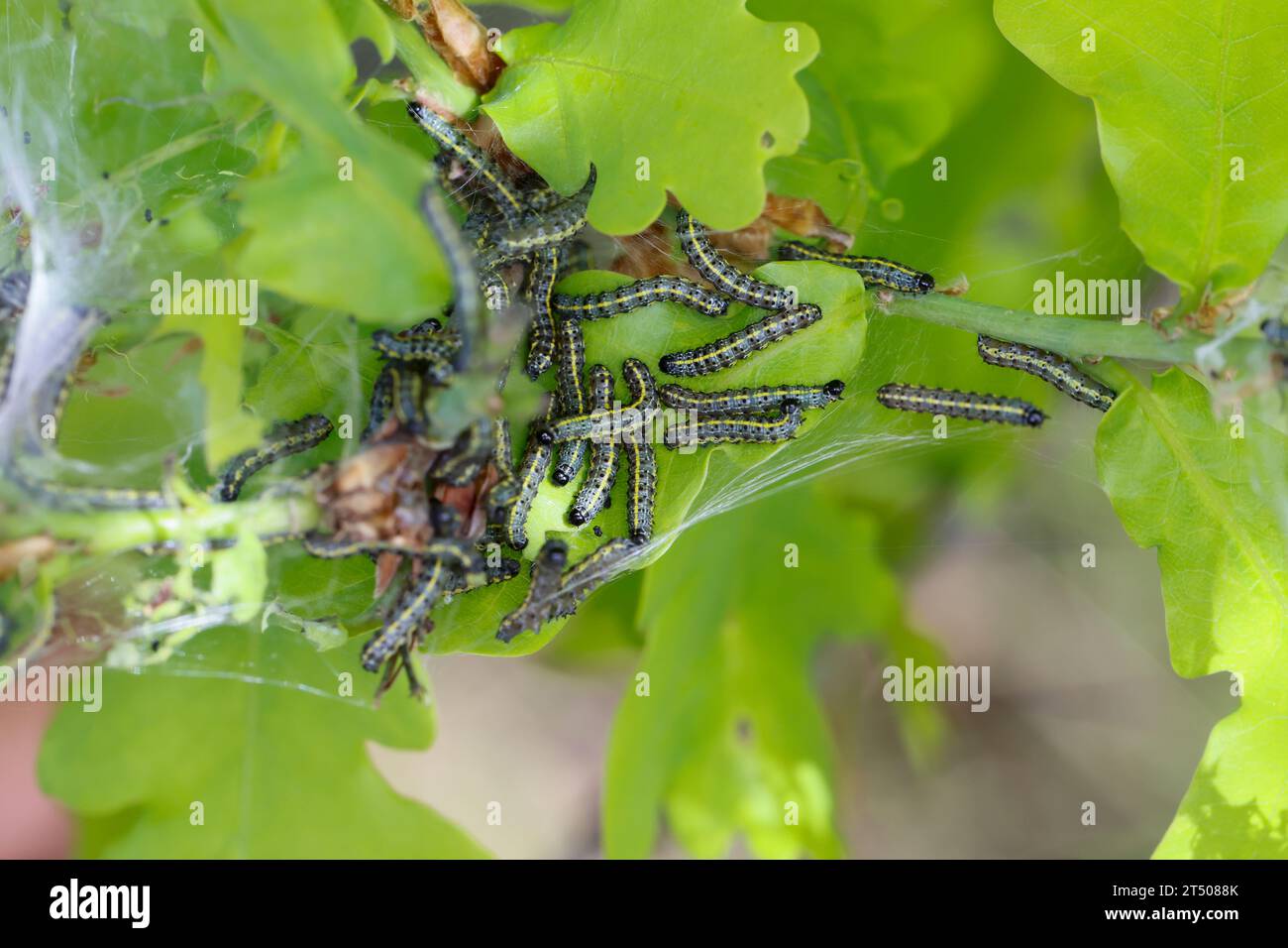 Raupe raupen hi-res stock photography and images - Alamy