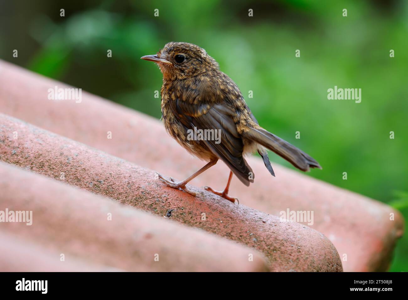 Rotkehlchen, Jungvogel, juvenil, Erithacus rubecula, robin, European robin, robin redbreast, squab, juvenile, Le Rouge-gorge familier Stock Photo