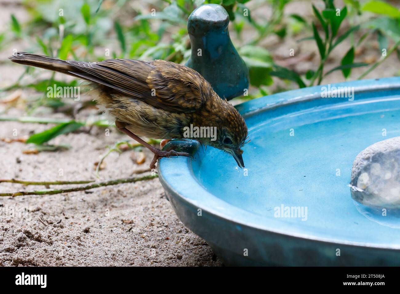 Rotkehlchen, Jungvogel, juvenil, badend, baden, Badespaß, Wasserbad, trinkend, Tränke, Trinken, Wasser, Wasserschale, Trinknapf, Wasser im Garten, Vog Stock Photo