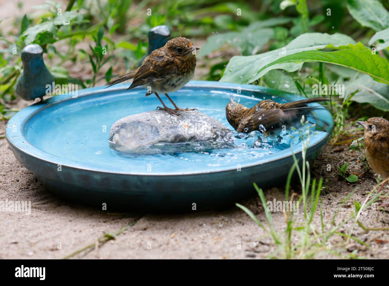 Rotkehlchen, Jungvogel, juvenil, badend, baden, Badespaß, Wasserbad, trinkend, Tränke, Trinken, Wasser, Wasserschale, Trinknapf, Wasser im Garten, Vog Stock Photo