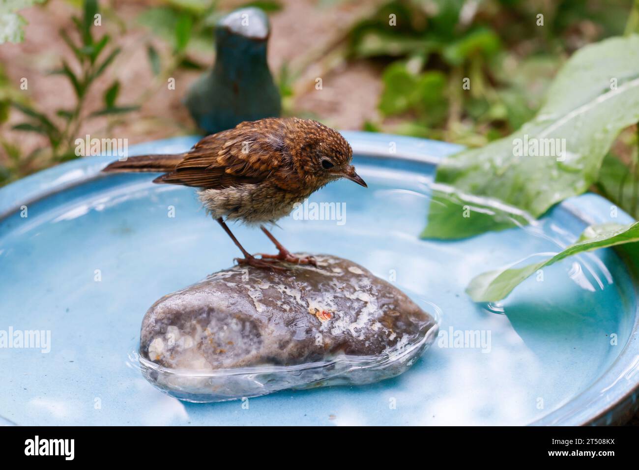 Rotkehlchen, Jungvogel, juvenil, badend, baden, Badespaß, Wasserbad, trinkend, Tränke, Trinken, Wasser, Wasserschale, Trinknapf, Wasser im Garten, Vog Stock Photo