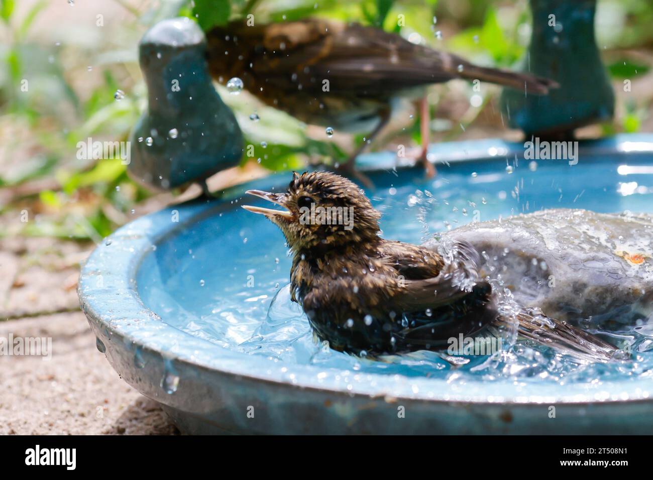 Rotkehlchen, Jungvogel, juvenil, badend, baden, Badespaß, Wasserbad, trinkend, Tränke, Trinken, Wasser, Wasserschale, Trinknapf, Wasser im Garten, Vog Stock Photo