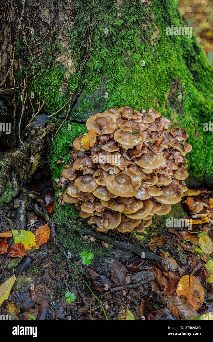Honeymushrooms on wet and humid tree stump. Concept food, posion, foraging, mushrooms rain, wild forest mushrooms, autumn. wild. Stock Photo