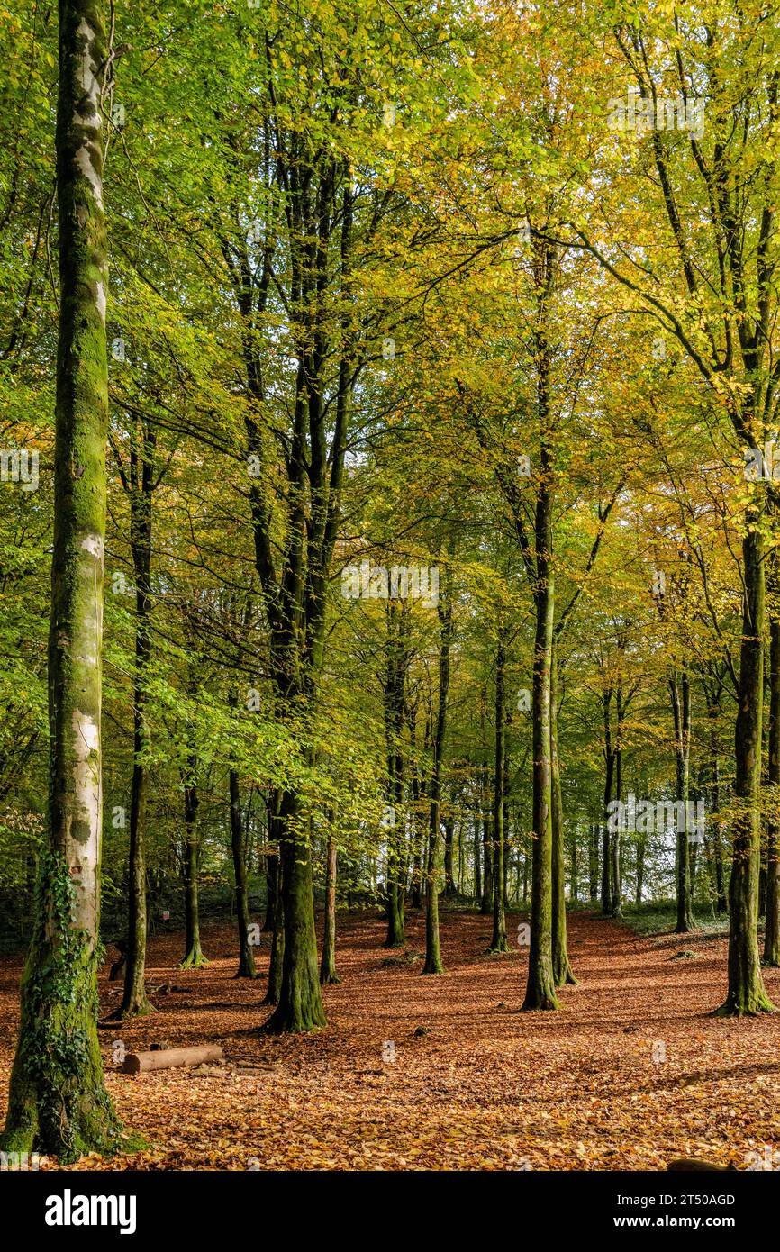 Woodland dappled in sunshine hi-res stock photography and images - Alamy