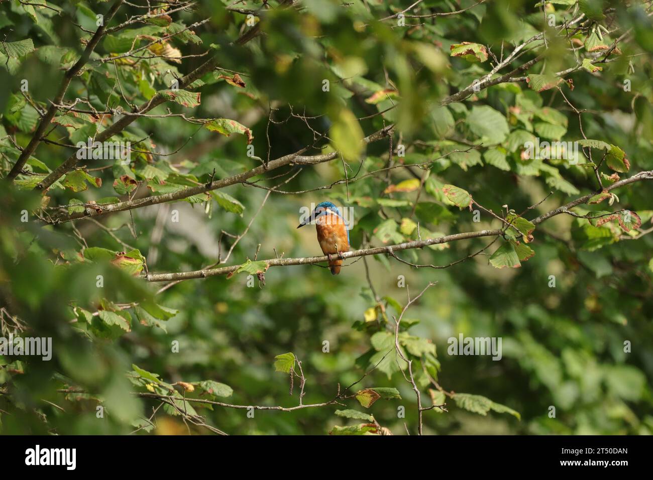 Martin-pêcheur d'Europe (Alcedo atthis) Alcedo atthis in its natural element Stock Photo