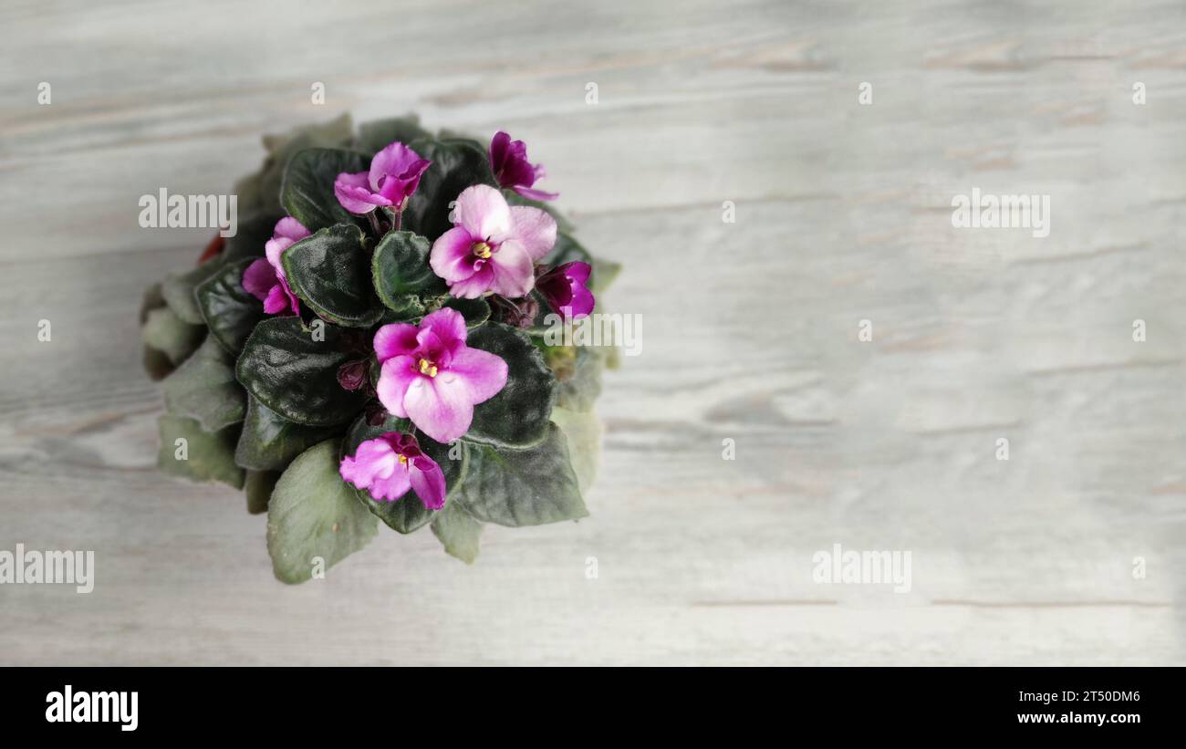 pot with blooming purple saintpaulia on a light gray wooden background, copy space Stock Photo