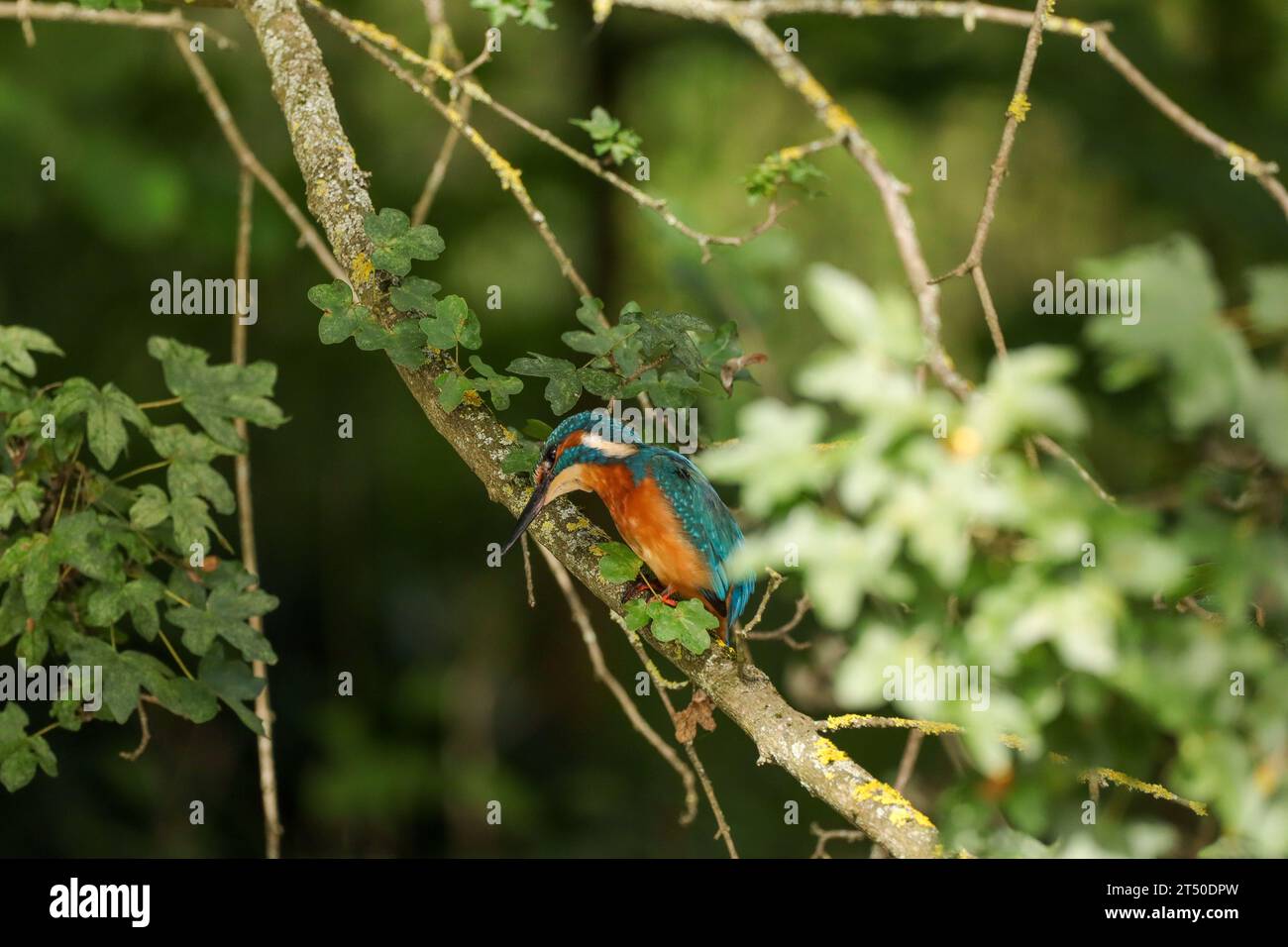 Martin-pêcheur d'Europe (Alcedo atthis) Alcedo atthis in its natural element Stock Photo