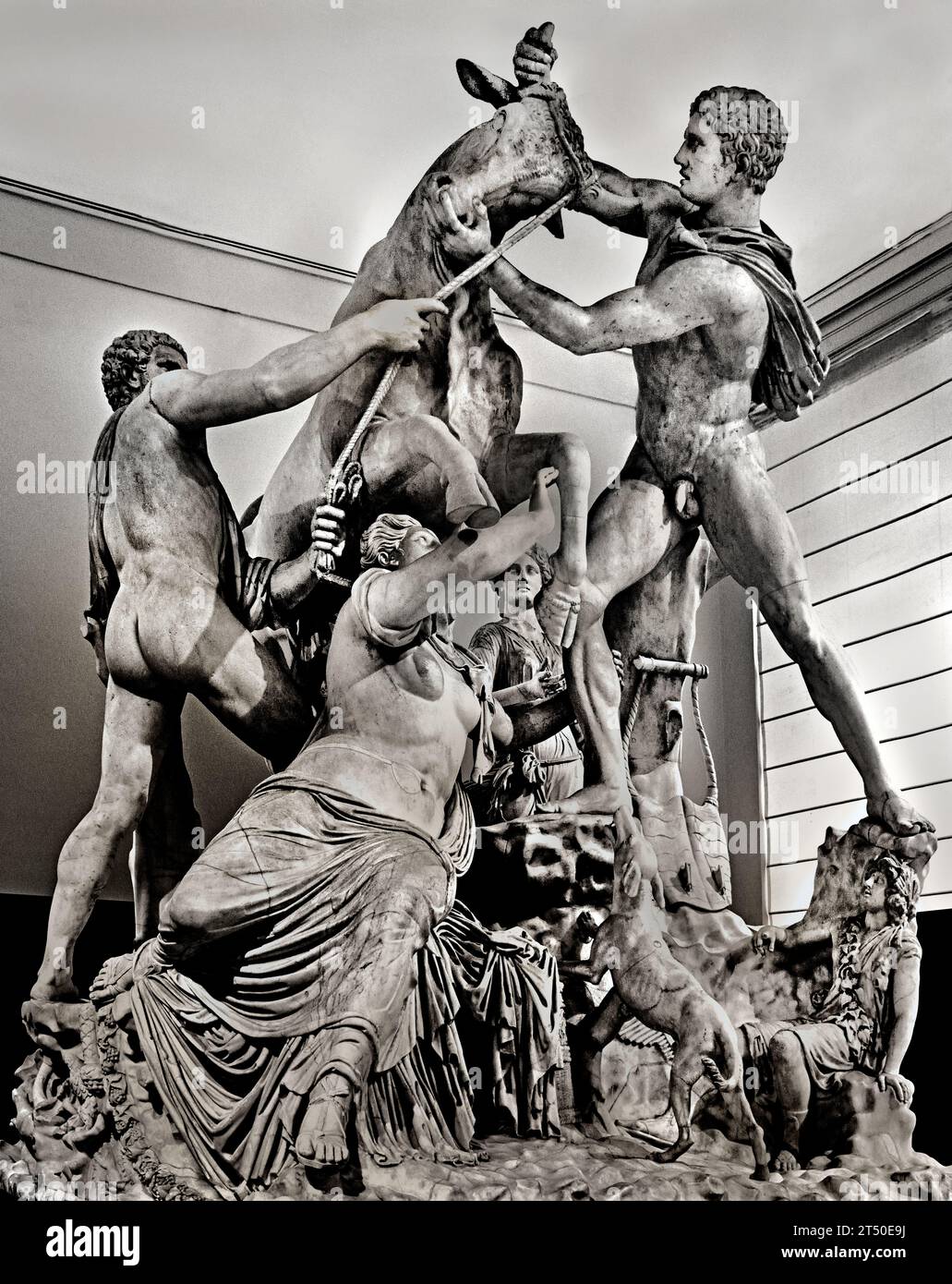 Punishment of Dirce  Il 'Toro Farnese'  Farnese Bull formerly in the Farnese collection in Rome, is a massive Roman elaborated copy of a Hellenistic sculpture.                            Severian period (A.D. 222-235)  National Archaeological Museum of Naples Italy. Roman, (2nd century) Stock Photo