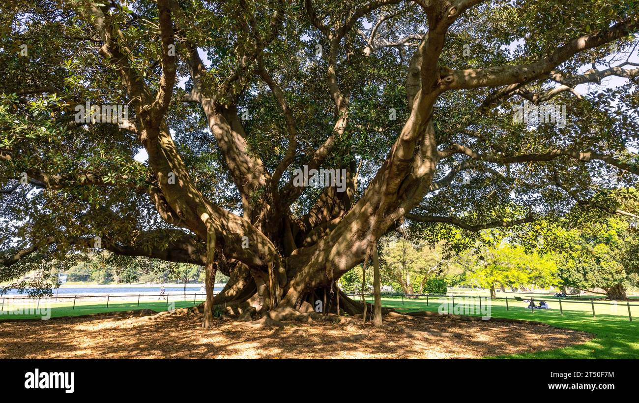 Regency Trees Royal Botanic Gardens with old trees and plants for everyone to enjoy ...