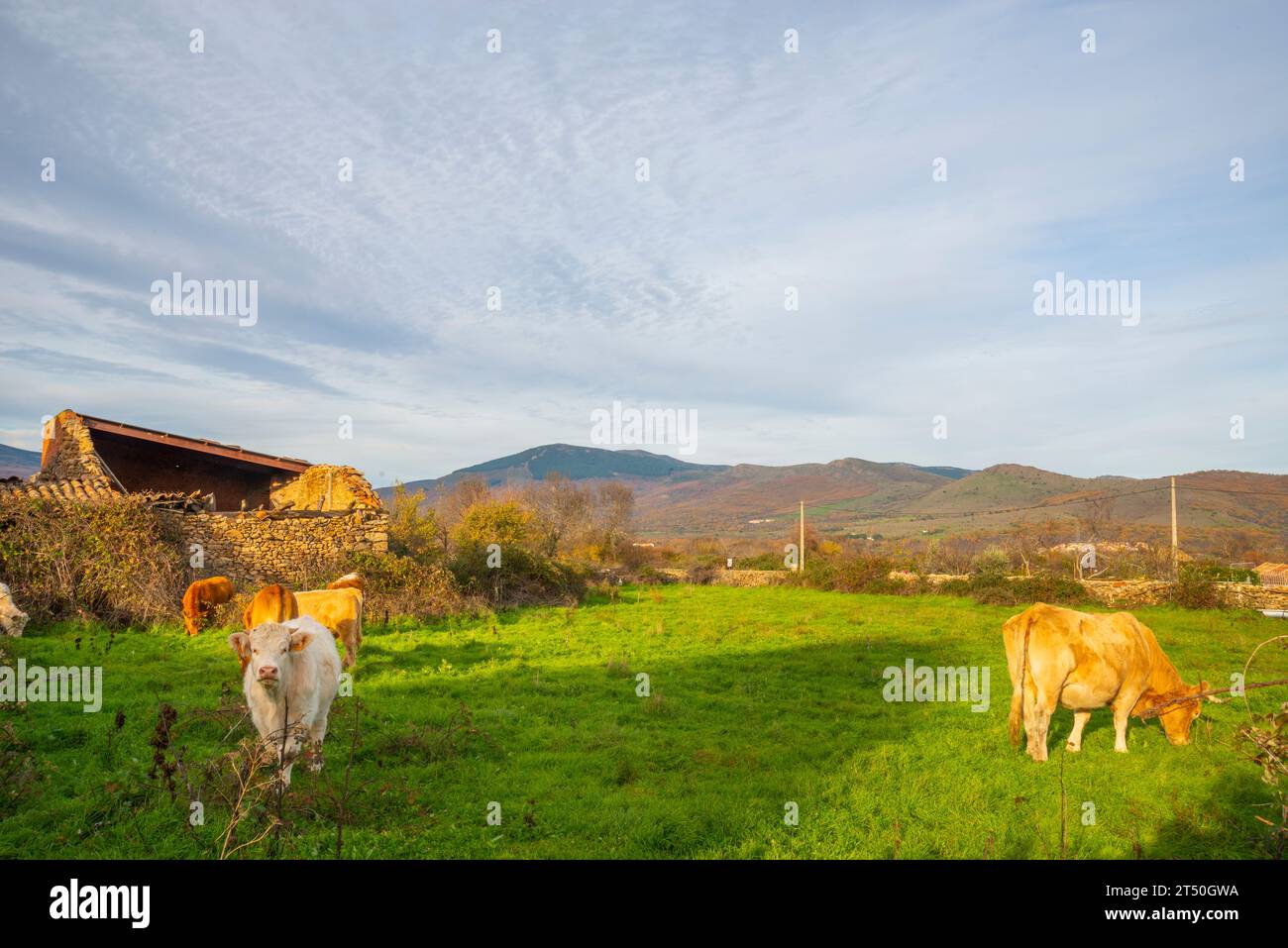Cows in a meadow. Piñuecar, Madrid province, Spain. Stock Photo
