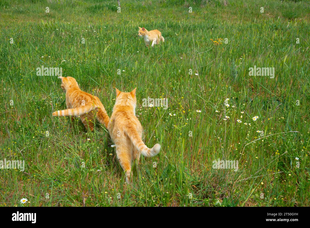 Three cats in the countryside. Stock Photo