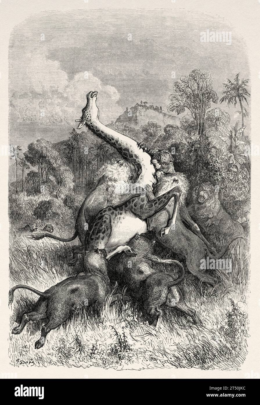 Lions attacking giraffe, Africa. Adventures and Hunts of the Traveler Charles John Andersson in Southern Africa from 1850 to 1860. Old 19th century illustration by Gustave Doré (1832 - 1883) from Le Tour du Monde 1860 Stock Photo