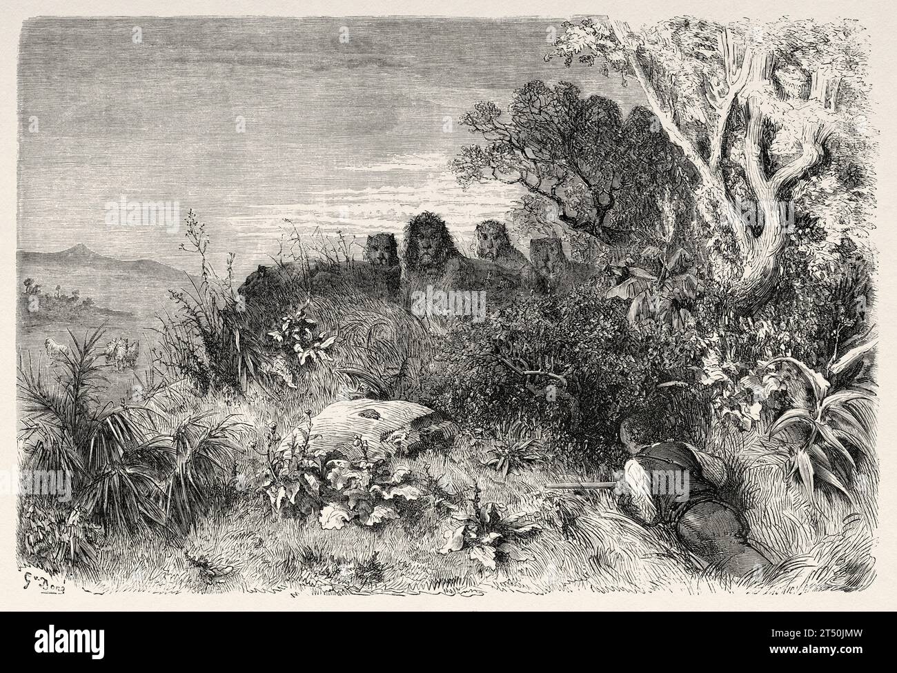 Lion Hunting. Africa. Adventures and Hunts of the Traveler Charles John Andersson in Southern Africa from 1850 to 1860. Old 19th century illustration by Gustave Doré (1832 - 1883) from Le Tour du Monde 1860 Stock Photo