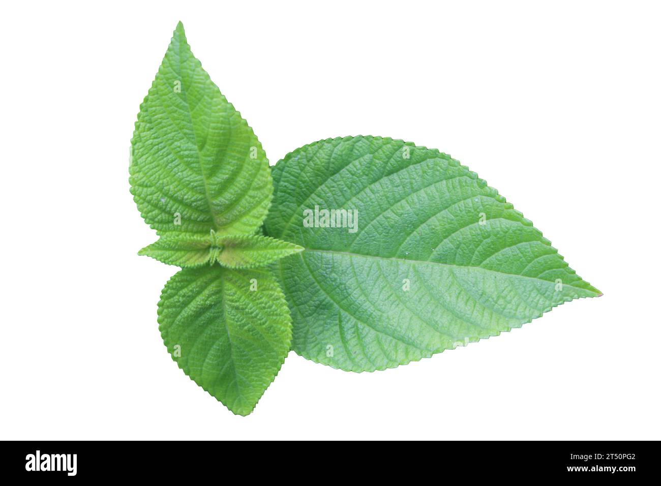 perilla leaf isolated in white background, fresh lantana leaf isolated in white background. green leaves isolated in white background Stock Photo