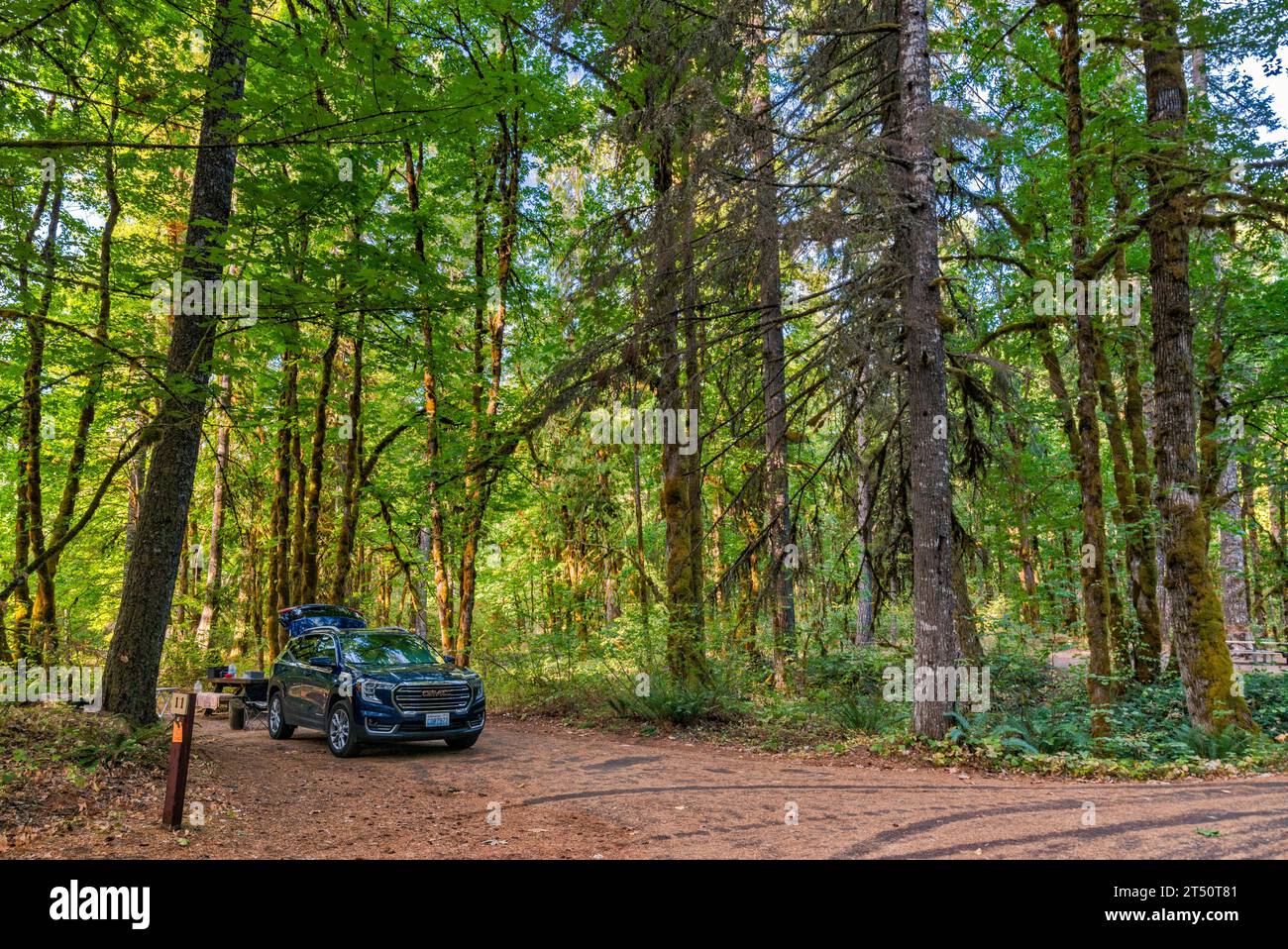 Old growth trees over campsite in Beaver Campground, Gifford Pinchot National Forest, near community of Stabler, Washington state, USA Stock Photo