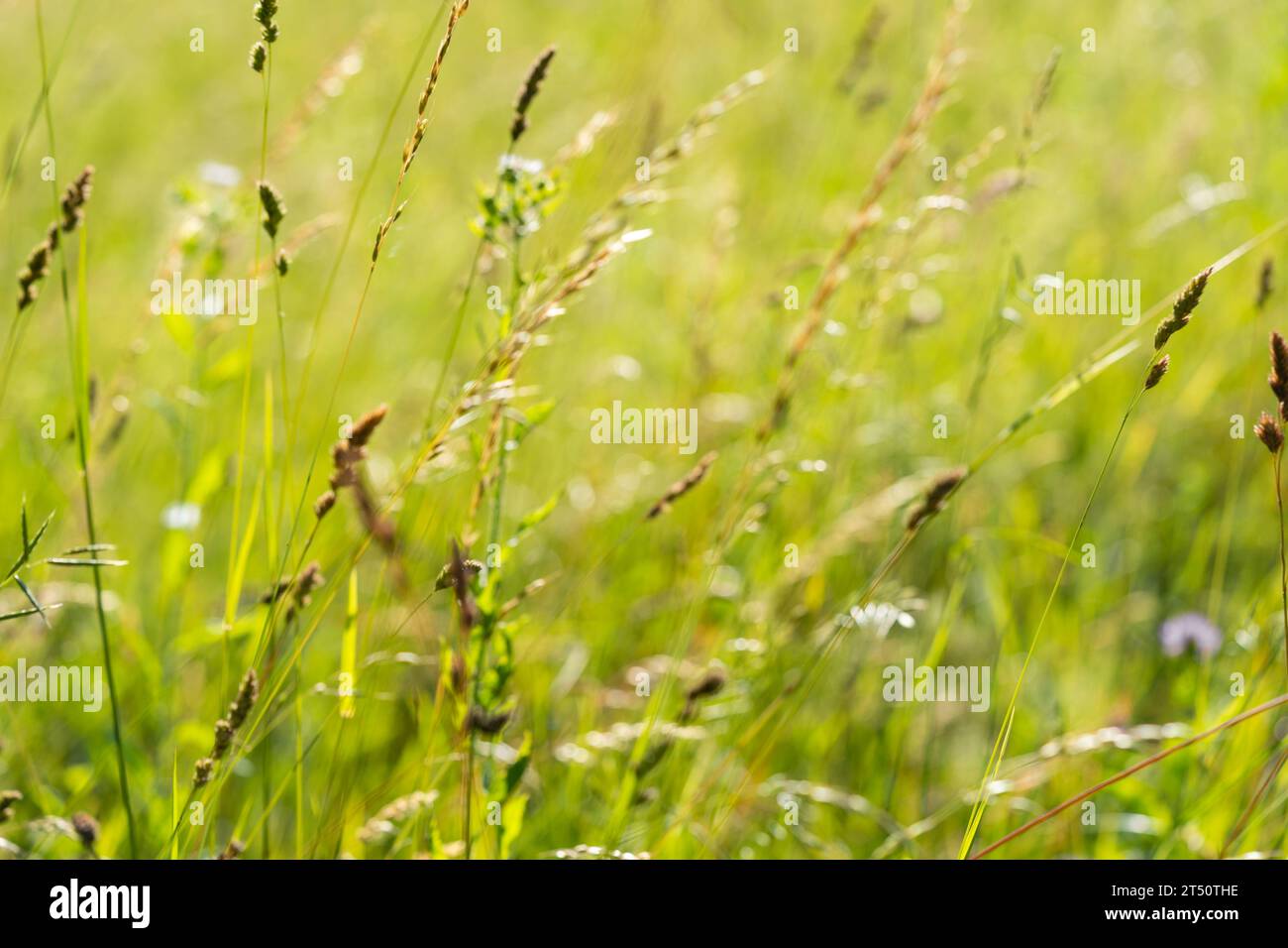 Blurred, defocused white sweet grass, Hierochloe odorata on sunny summer day Stock Photo