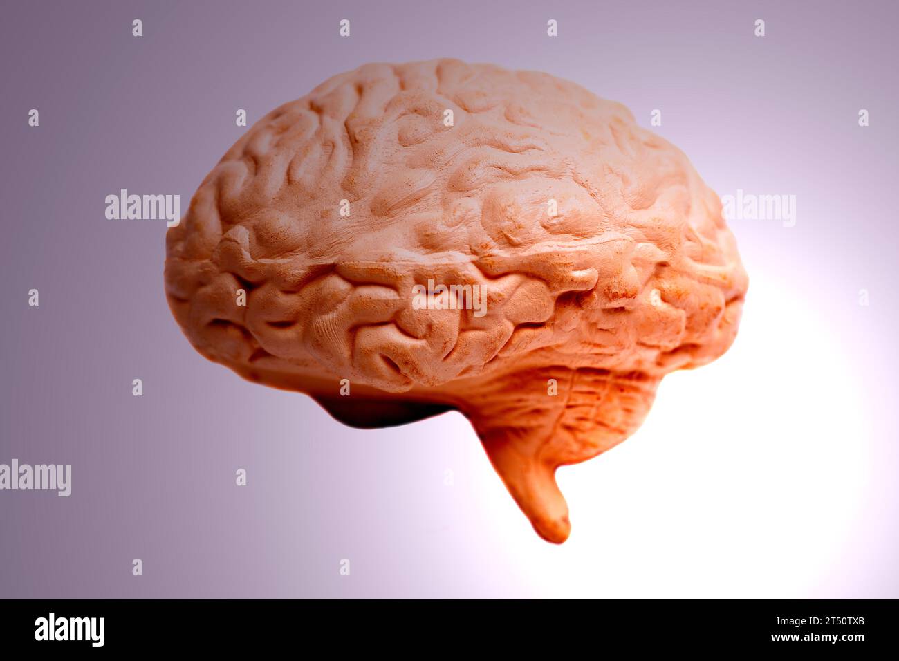 Human brain anatomical model concept of health care Stock Photo Alamy