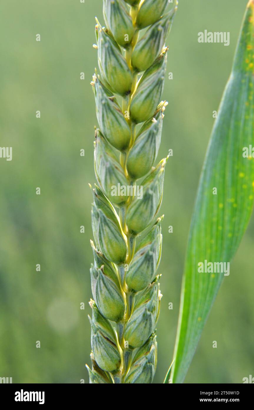 On a farm field close up of spikelets of young green wheat Stock Photo