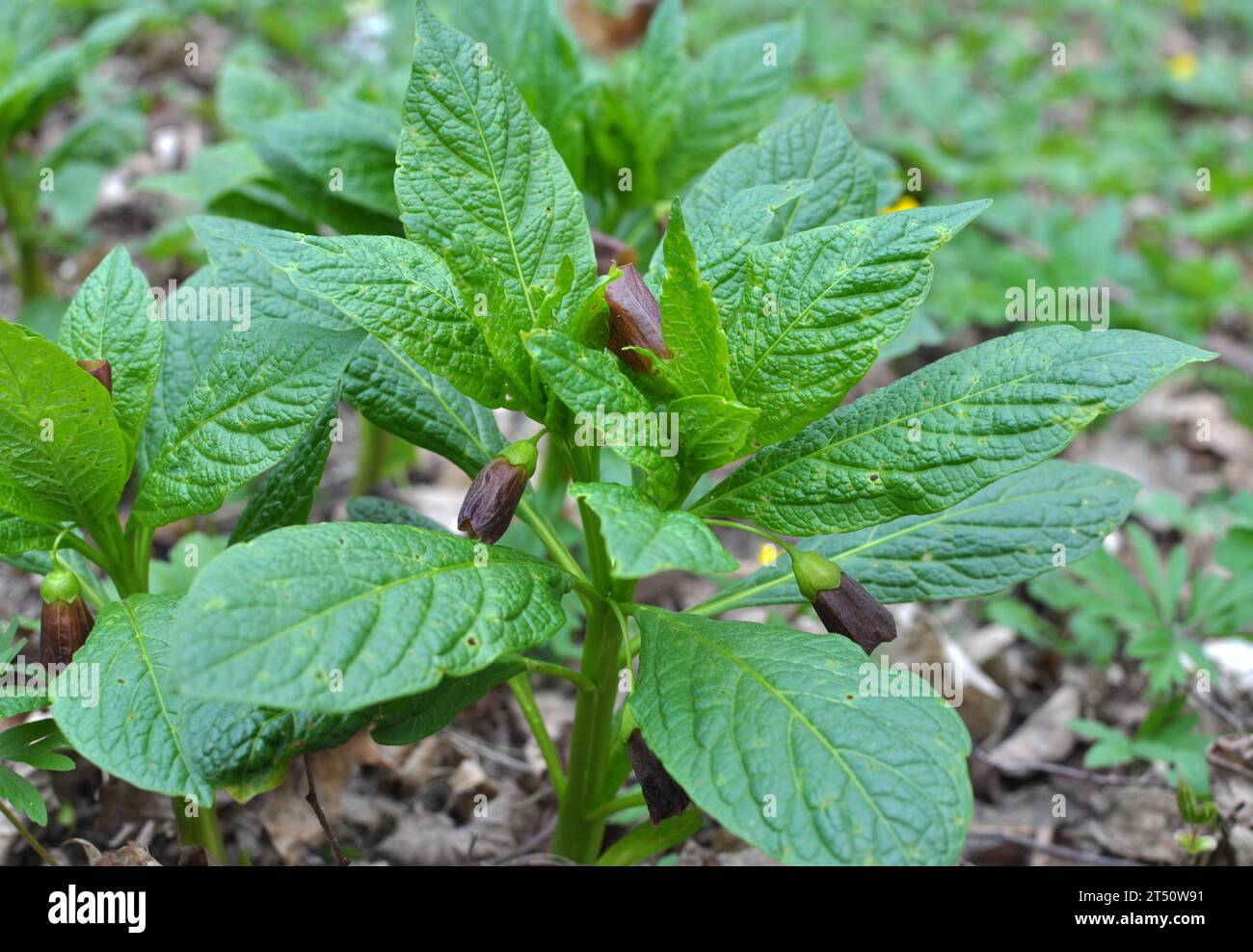 In the spring in the forest in the wild blooms rare plant Scopolia carniolica Stock Photo