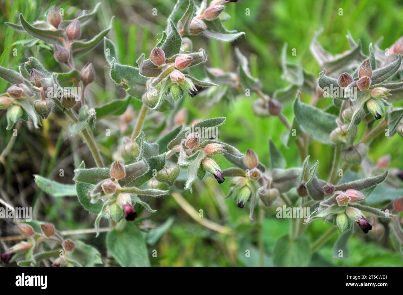 Among the herbs in the wild, nonea pulla blooms Stock Photo