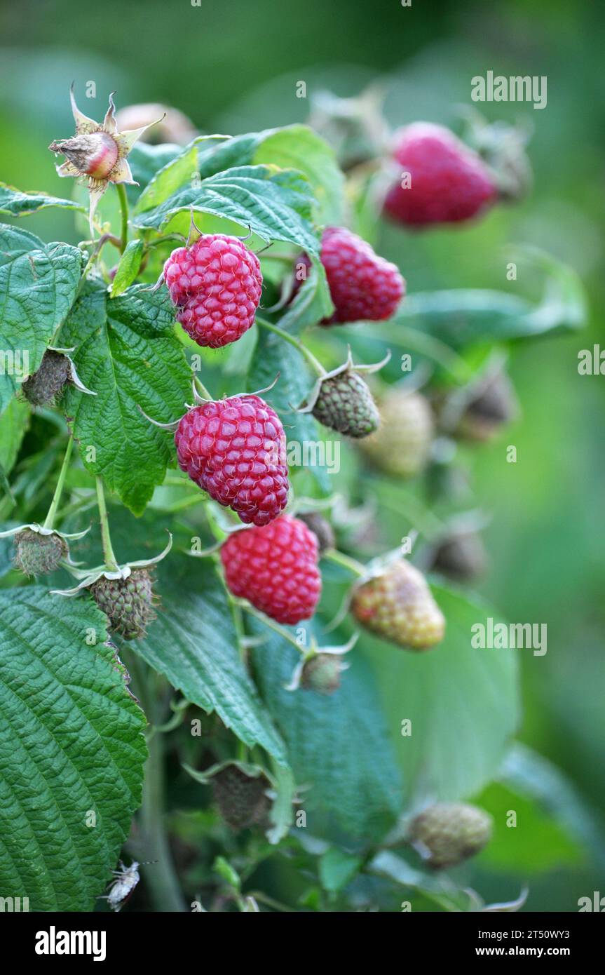 Regium Fruit Raspberry Fruits of raspberry and green leaves on a bush branch Stock Photo - Alamy
