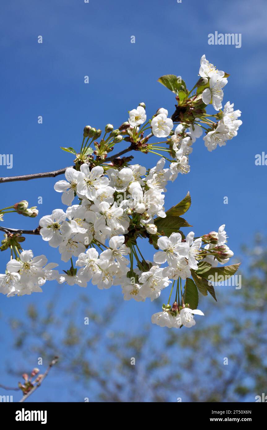 Cherry blossoms in white hi-res stock photography and images - Alamy