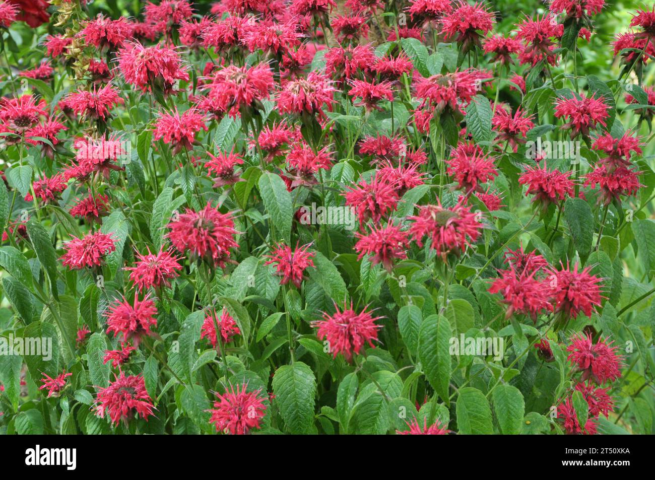 In summer in the garden red flowers in bloom monarda Stock Photo