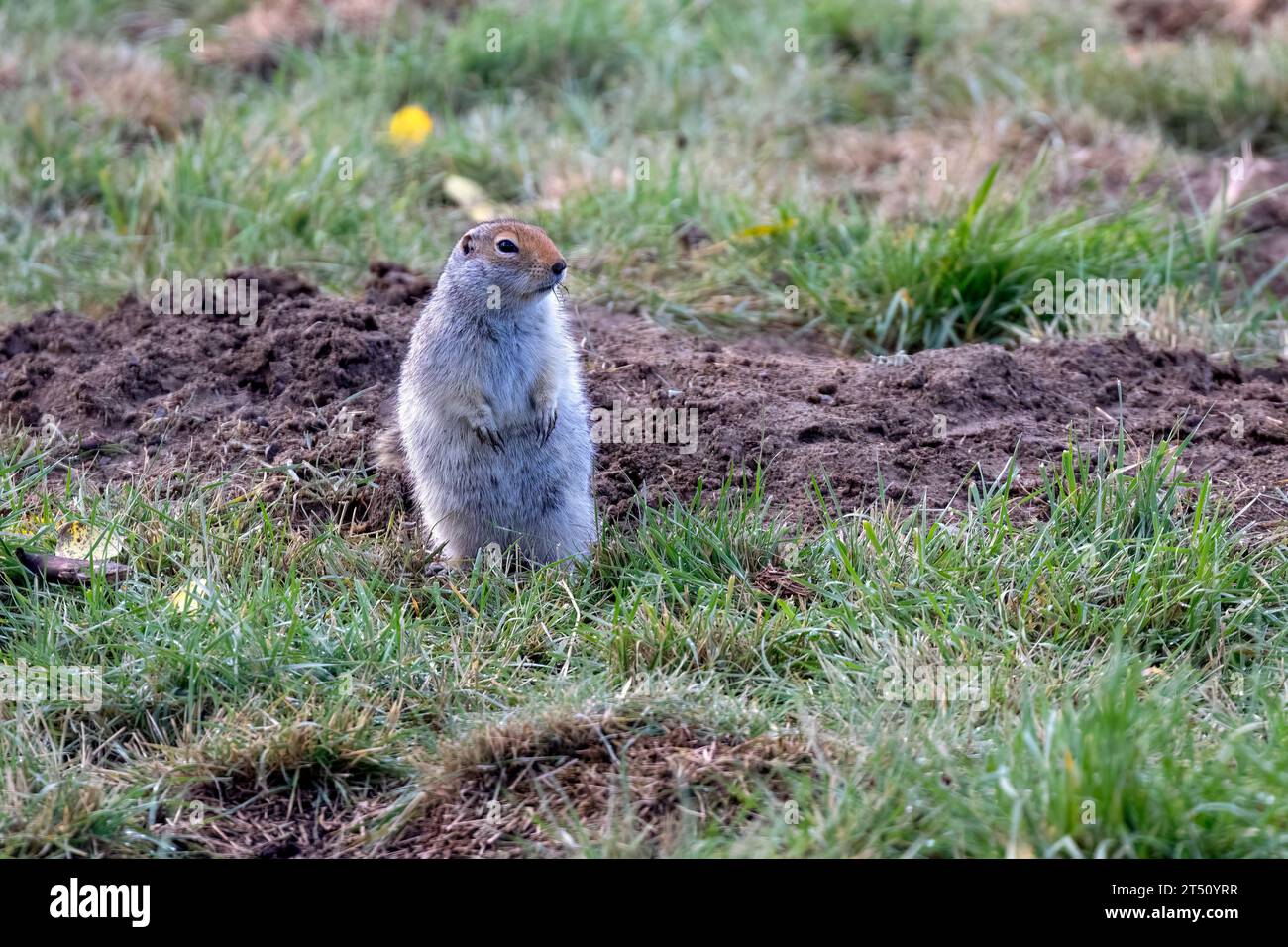 A nervous Arctic Ground Squirrel watching the surroundings near Whitehorse, Yukon, Canada. Stock Photo