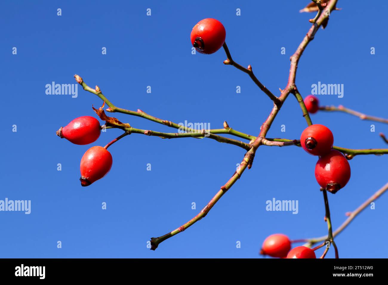 Branch of wild rosehip bush with rose hips - autumn fruits - medicinal plant Stock Photo