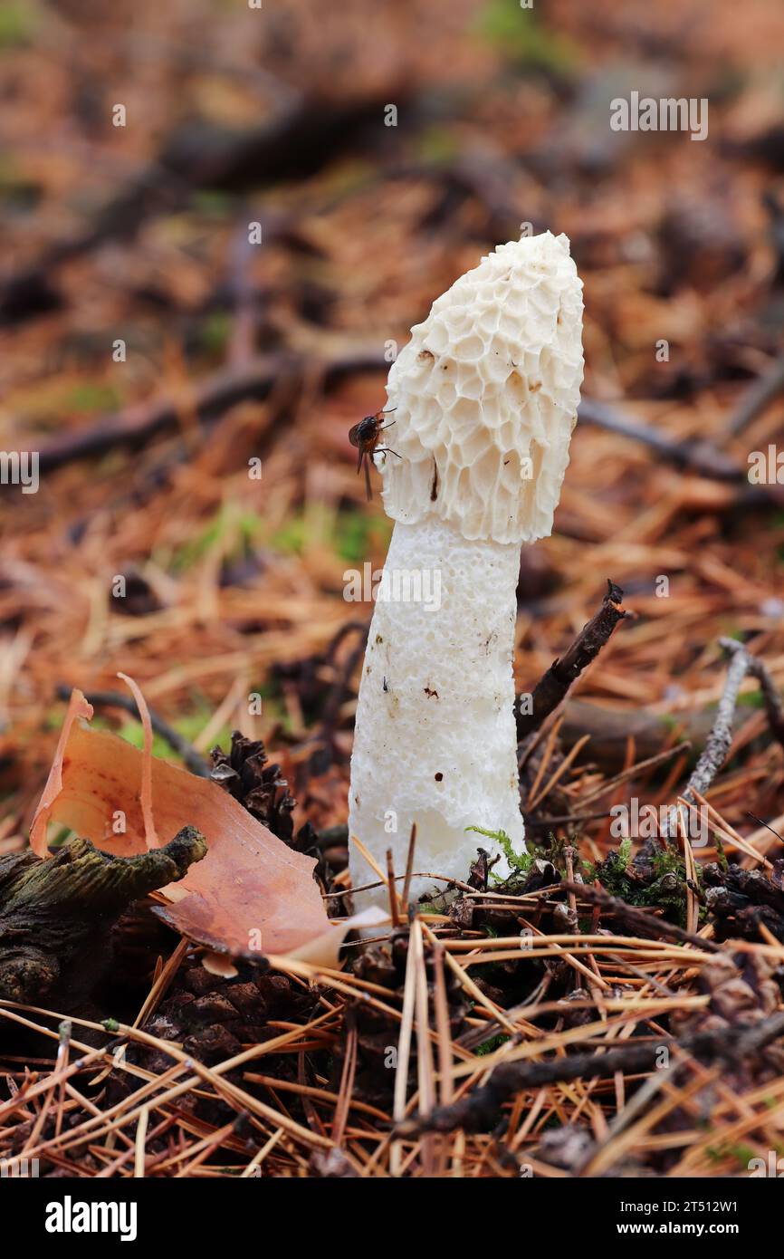 Unpleasant smelling mushroom Phallus Impudicus Stock Photo