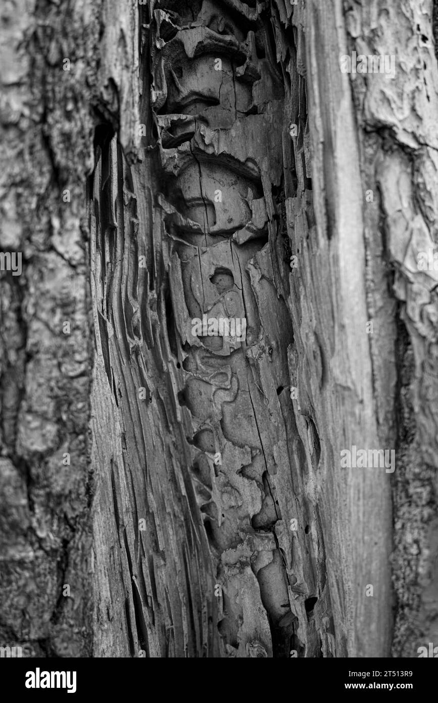 Close-up of a dead tree trunk Stock Photo