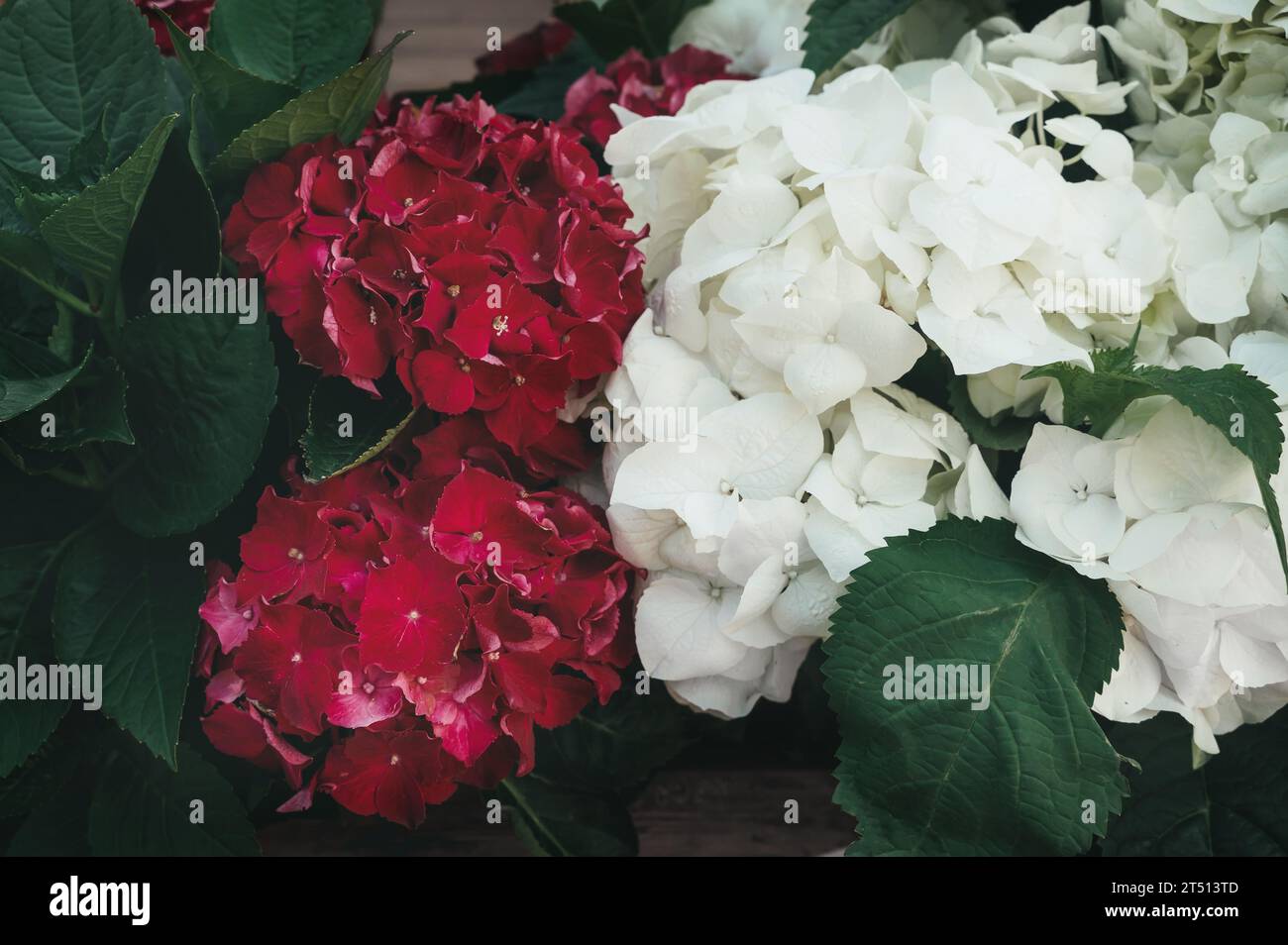 Hydrangea blooms profusely in hi-res stock photography and images - Alamy
