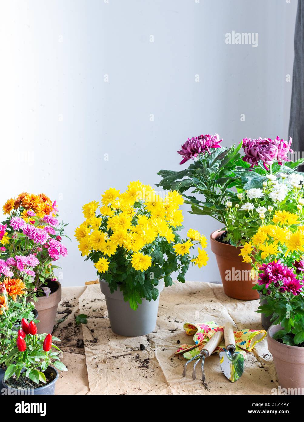 Planting fall flowers in pots for balcony or terrace, decorating your home with chrysanthemums and heather flowers Stock Photo