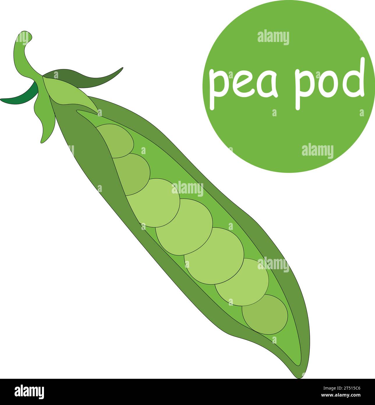 One pod of green peas without leaves micro-green Vector Image Stock ...