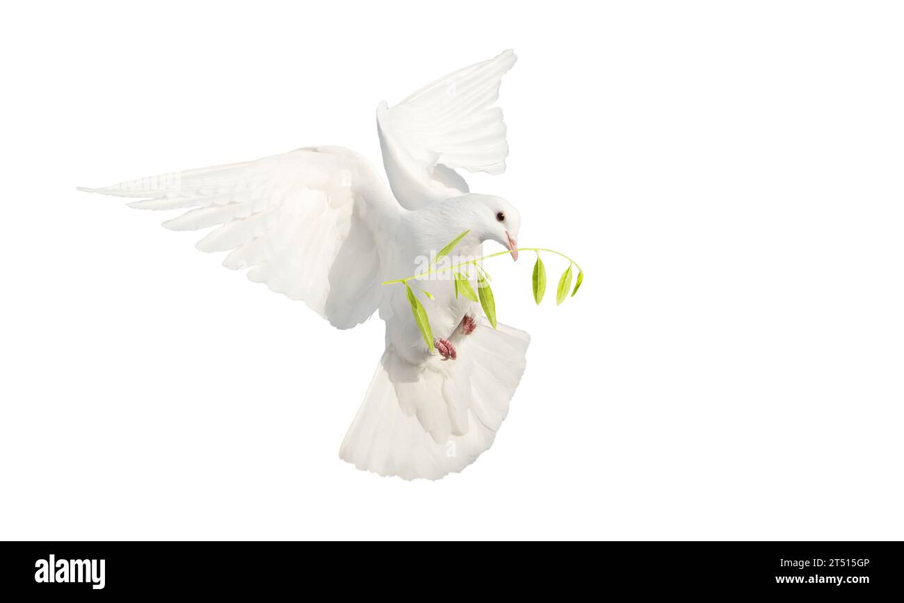 white dove with olive branch isolated on white Stock Photo Alamy
