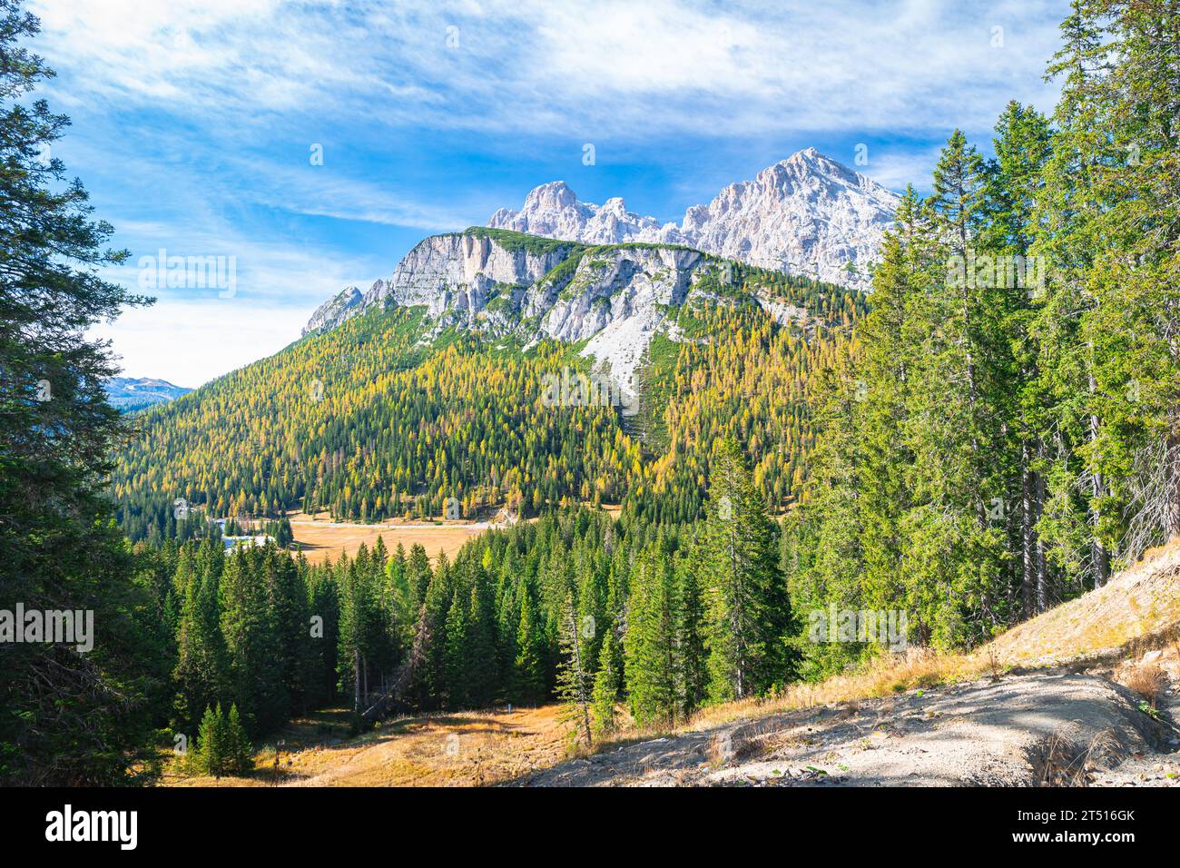 Colorful larch trees on the slope of a mountain Stock Photo
