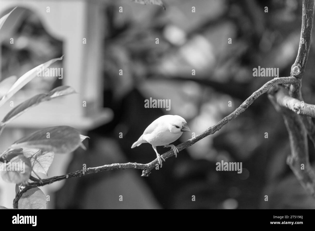 finch bird with white feather on branch. exotic finch bird has red beak