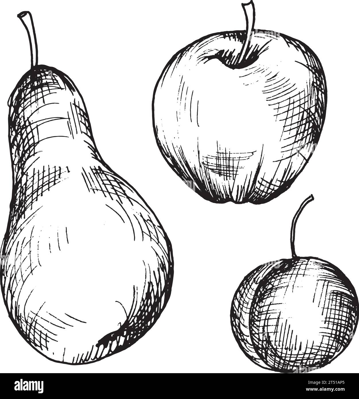 Vector graphic illustration of hand drawn plum,apple, pear. Black and white drawing of plum. Stock Vector