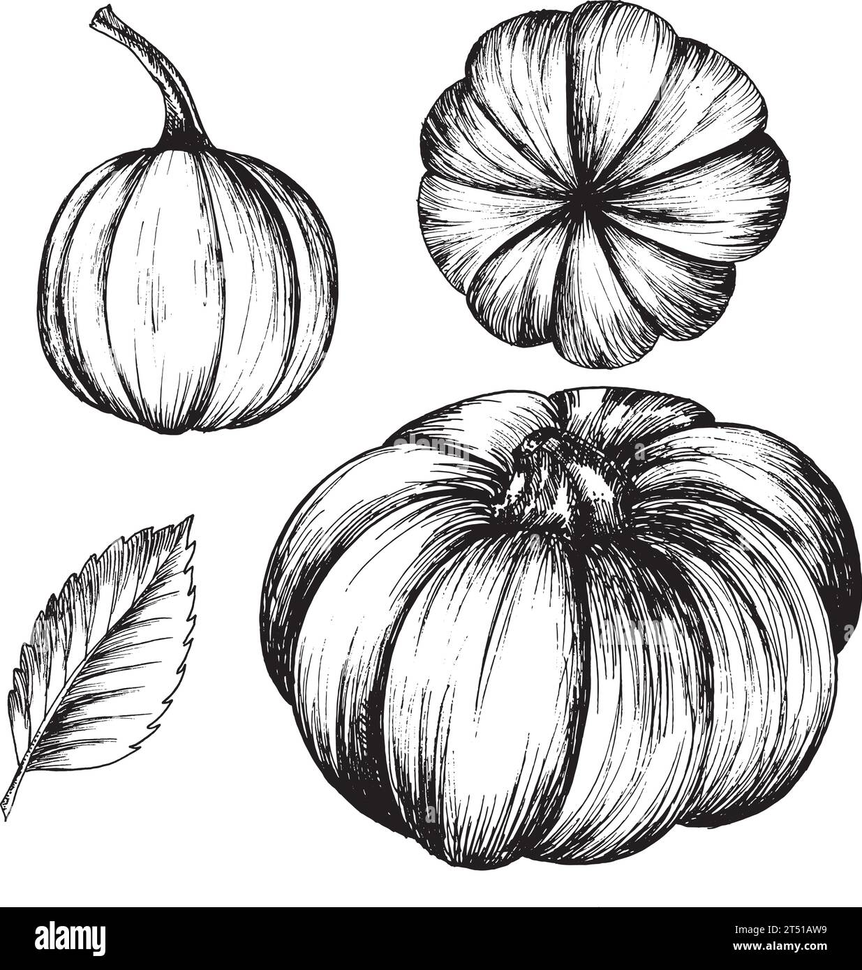 Vector graphic black and white drawing of pumpkin, hand drawn pumpkin ...