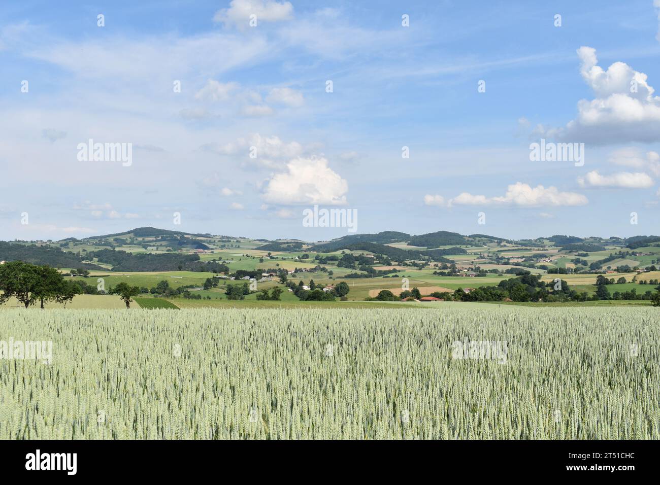 paysage de collines et champ de blé Stock Photo