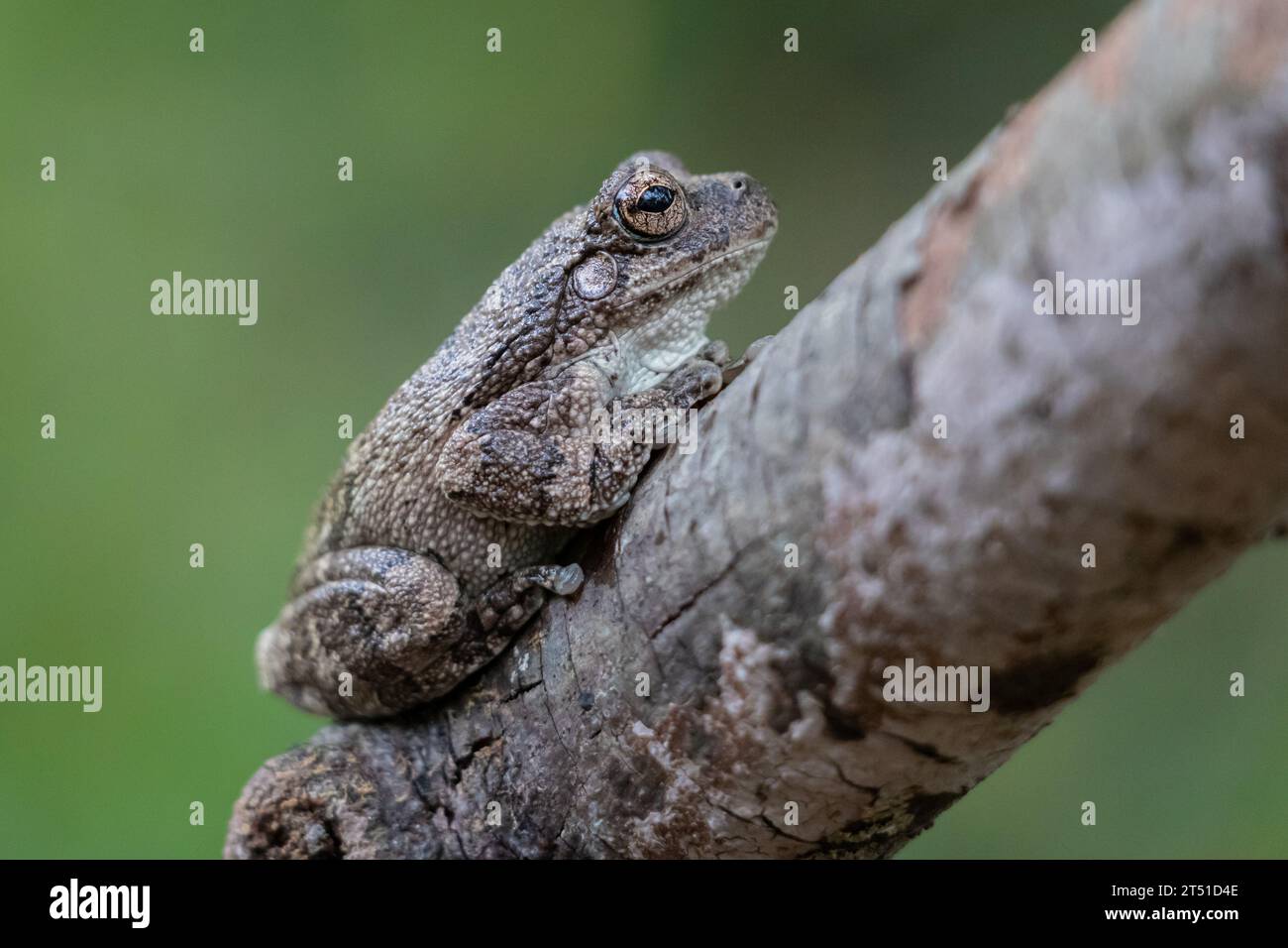 Bird Voiced Tree Frog Stock Photo - Alamy