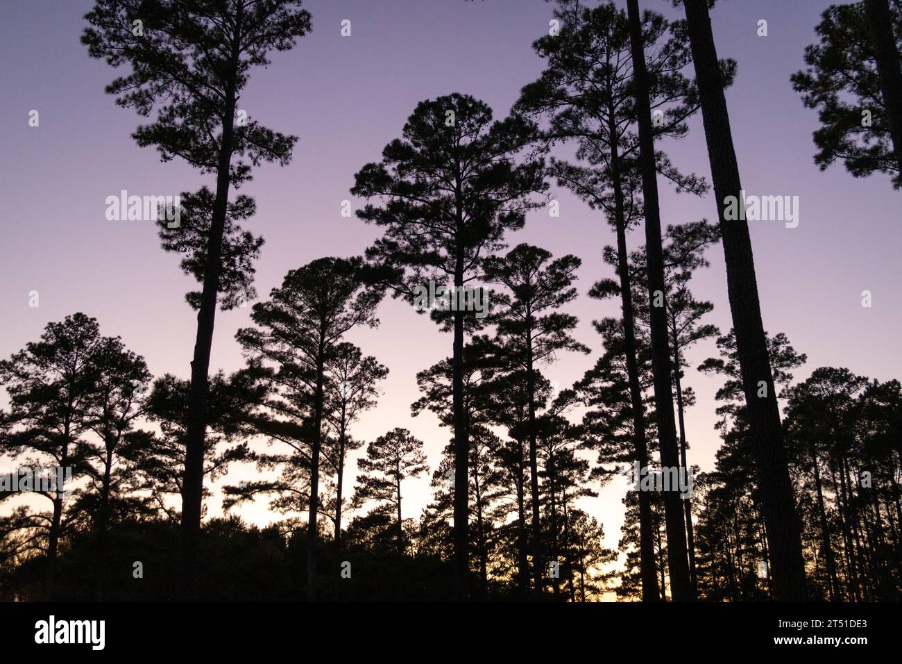 Pine trees purple sky hi-res stock photography and images - Alamy